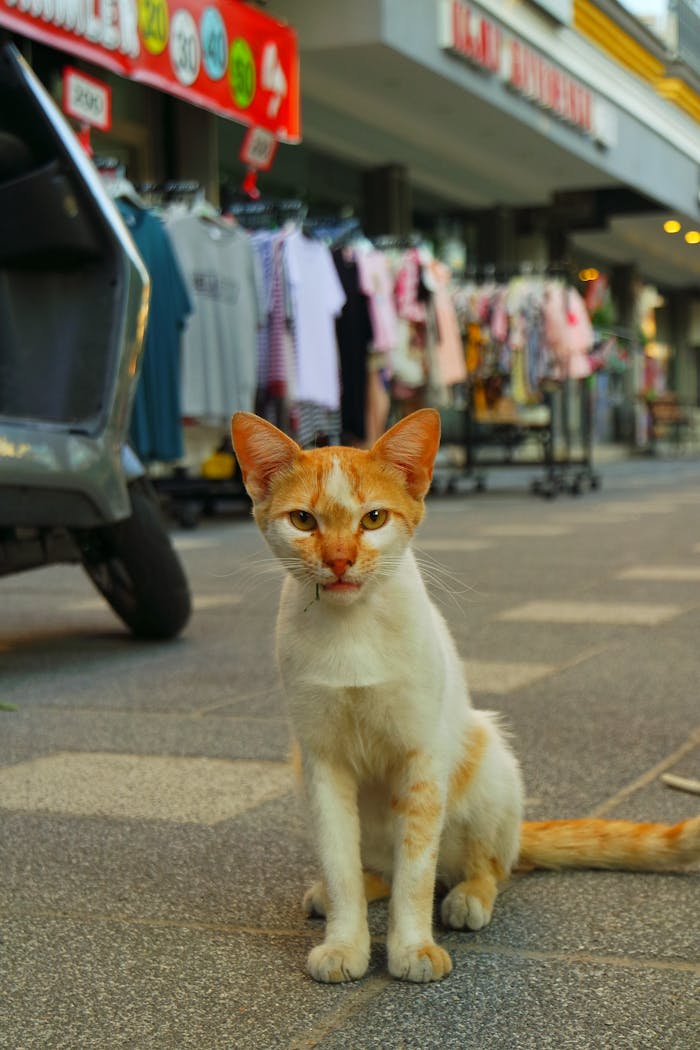 Ginger cat sitting on a busy pedestrian street with shops in the background.